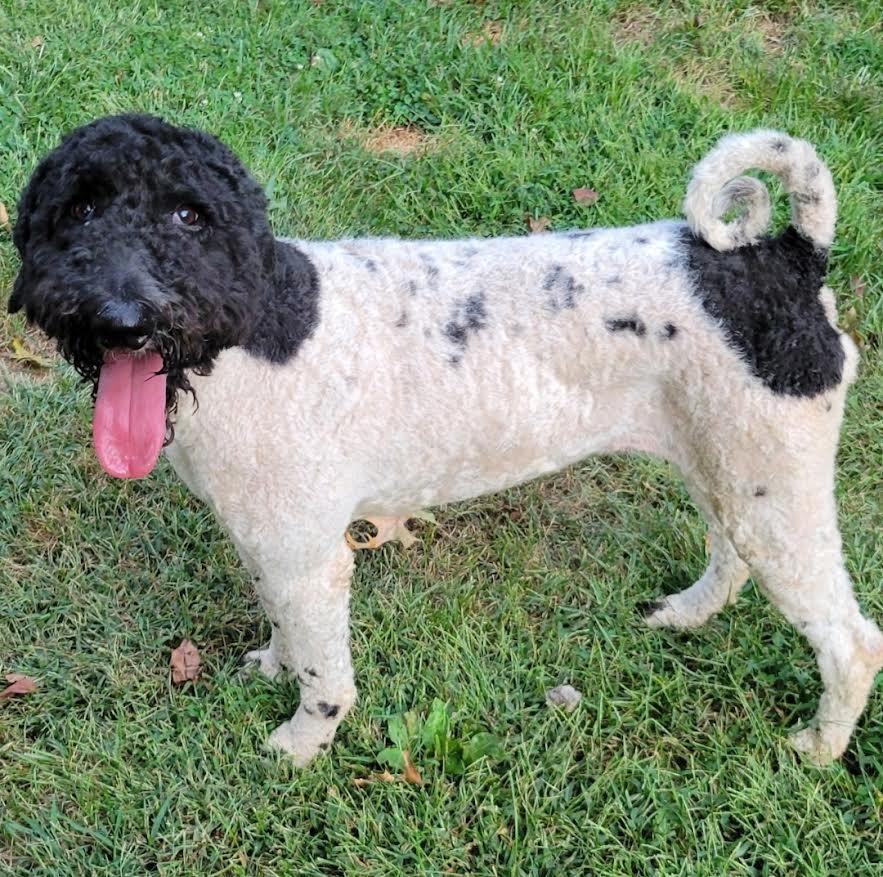 Enlarge Daphne, a Adoptable Poodle in Crossville, TN image 5/6