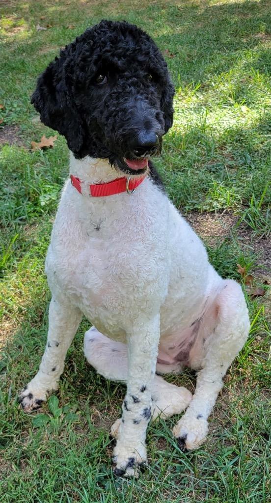 Enlarge Daphne, a Adoptable Poodle in Crossville, TN image 6/6