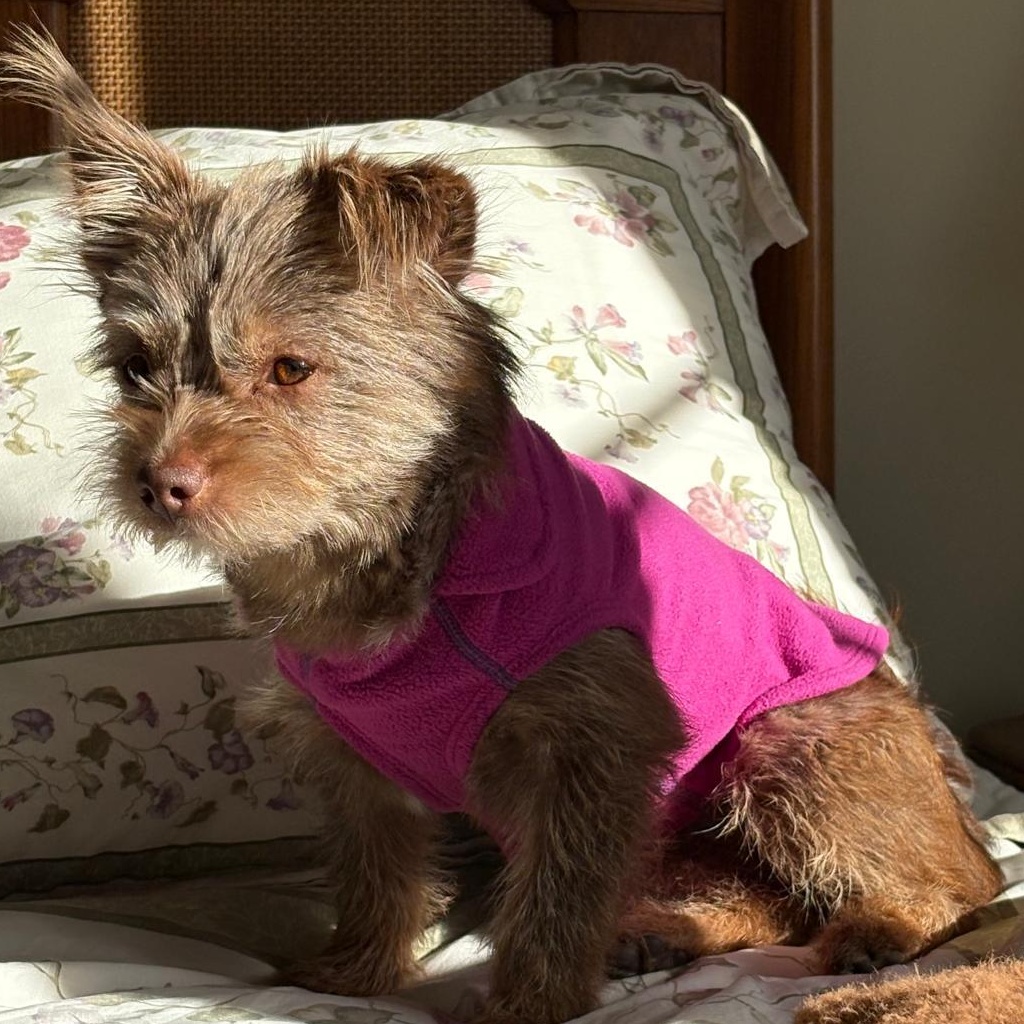 Enlarge Ms. Jelly Belly Tala, a Adoptable mixed breed in Vaudreuil-Dorion, QC image 5/6