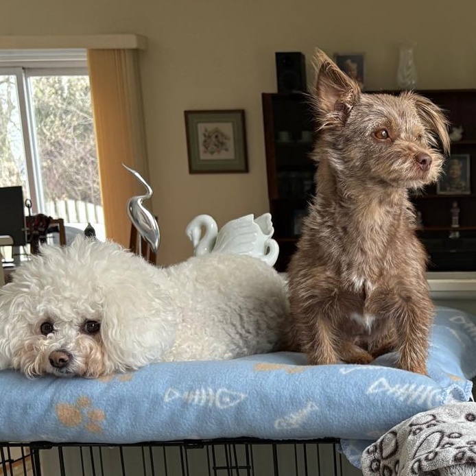 Enlarge Ms. Jelly Belly Tala, a Adoptable mixed breed in Vaudreuil-Dorion, QC image 6/6