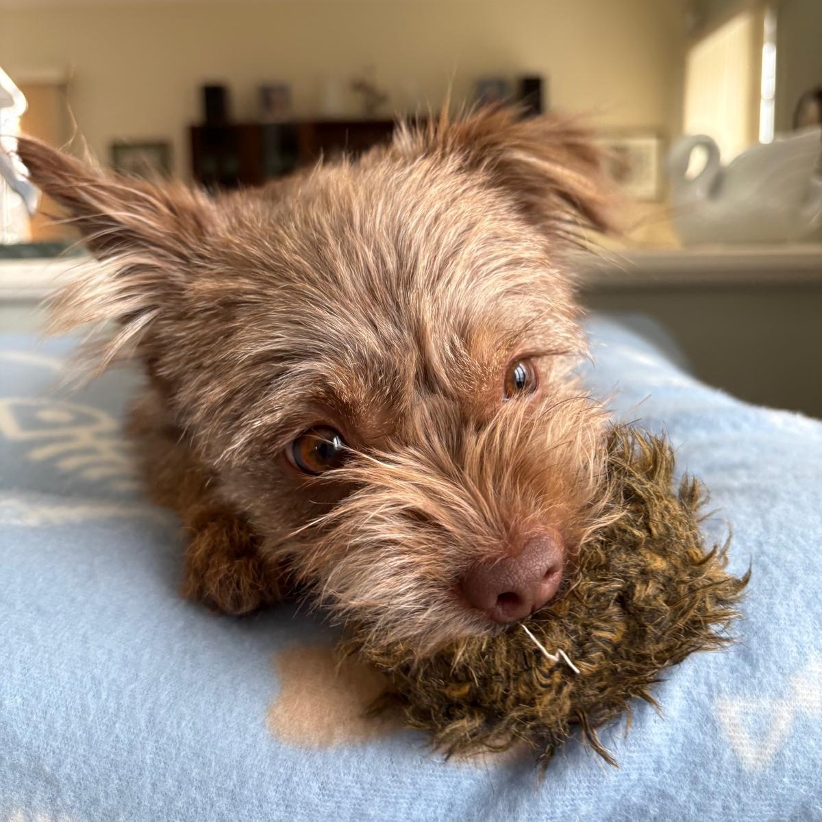 Enlarge Ms. Jelly Belly Tala, a Adoptable mixed breed in Vaudreuil-Dorion, QC image 4/6