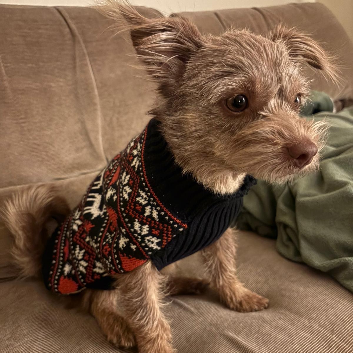 Enlarge Ms. Jelly Belly Tala, a Adoptable mixed breed in Vaudreuil-Dorion, QC image 2/6