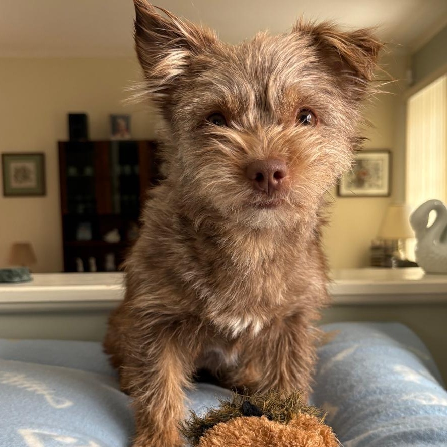 Enlarge Ms. Jelly Belly Tala, a Adoptable mixed breed in Vaudreuil-Dorion, QC image 1/6