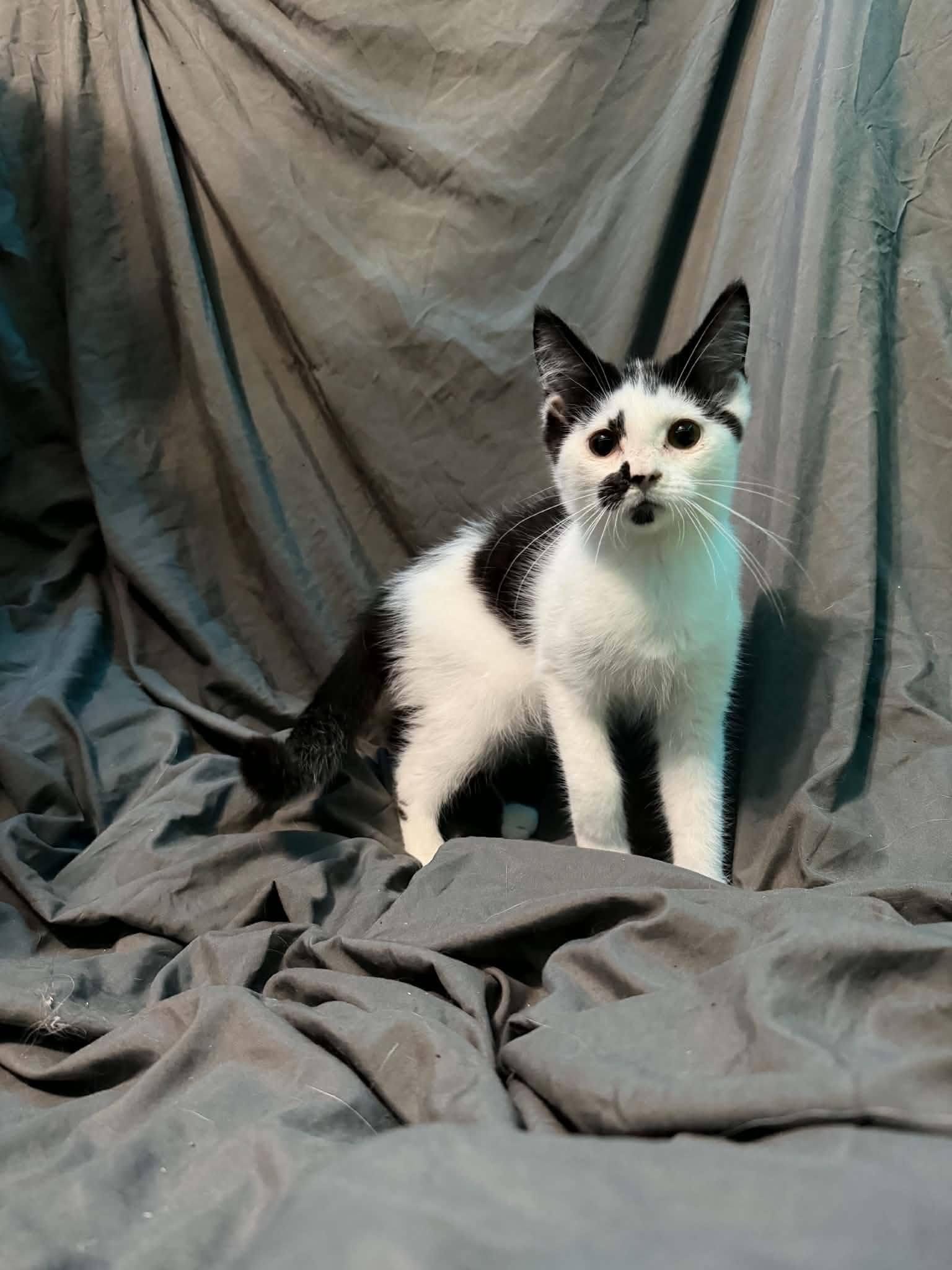 Enlarge Stitch, a Adoptable Domestic Short Hair in Spencerville, ON image 3/4