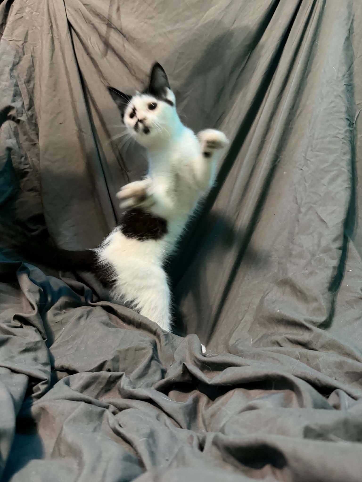 Enlarge Stitch, a Adoptable Domestic Short Hair in Spencerville, ON image 4/4