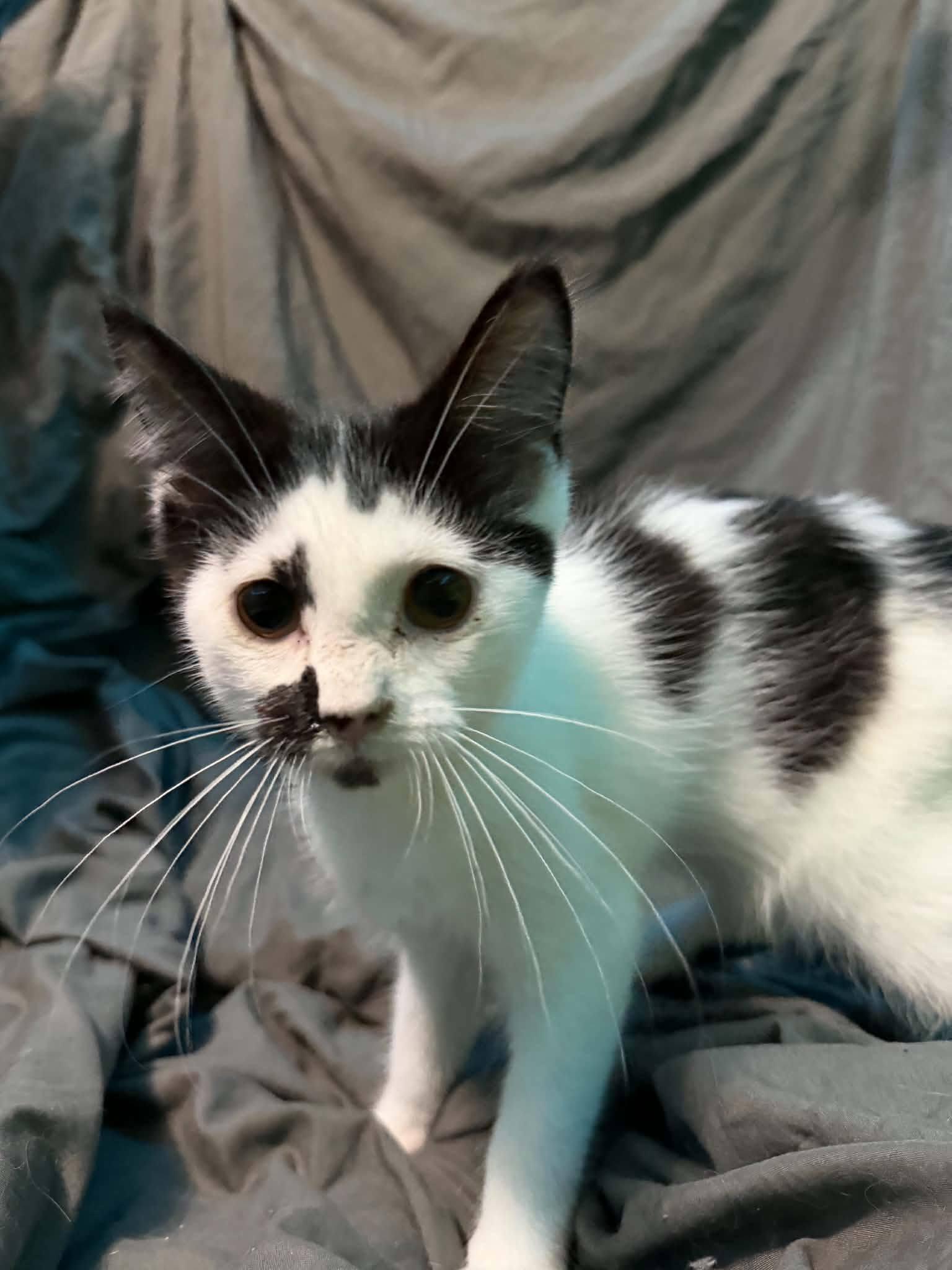 Stitch, Adoptable, Kitten Male Domestic Short Hair.