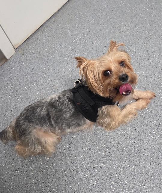 Enlarge Webster, a Adoptable Yorkshire Terrier in League City, TX image 4/5