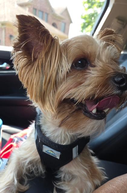 Enlarge Webster, a Adoptable Yorkshire Terrier in League City, TX image 5/5
