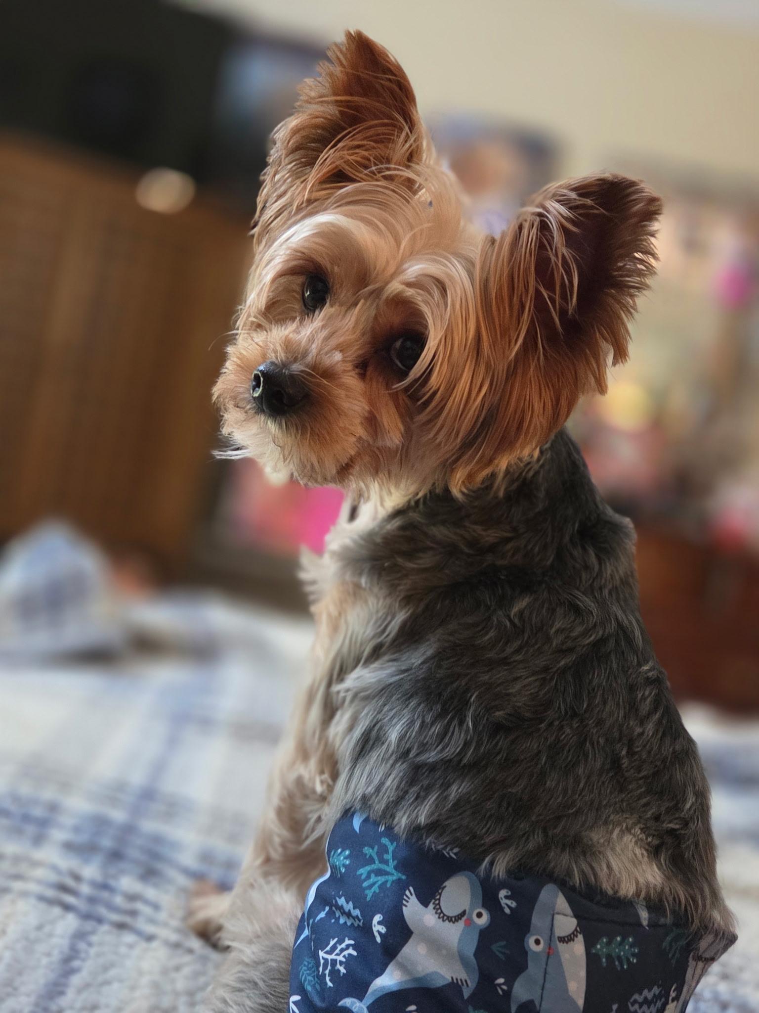 Enlarge Webster, a Adoptable Yorkshire Terrier in League City, TX image 1/5