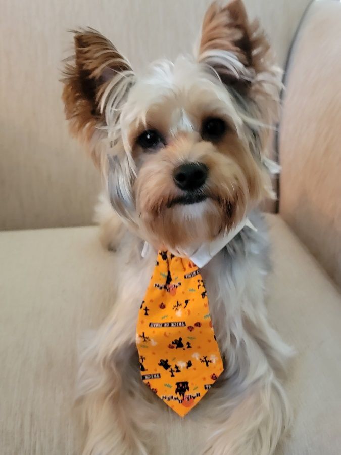 Webster, Adoptable, Adult Male Yorkshire Terrier.