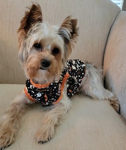 Enlarge Webster, a Adoptable Yorkshire Terrier in League City, TX image 2/5
