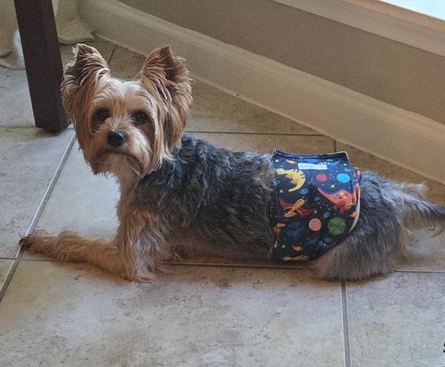 Enlarge Webster, a Adoptable Yorkshire Terrier in League City, TX image 3/5