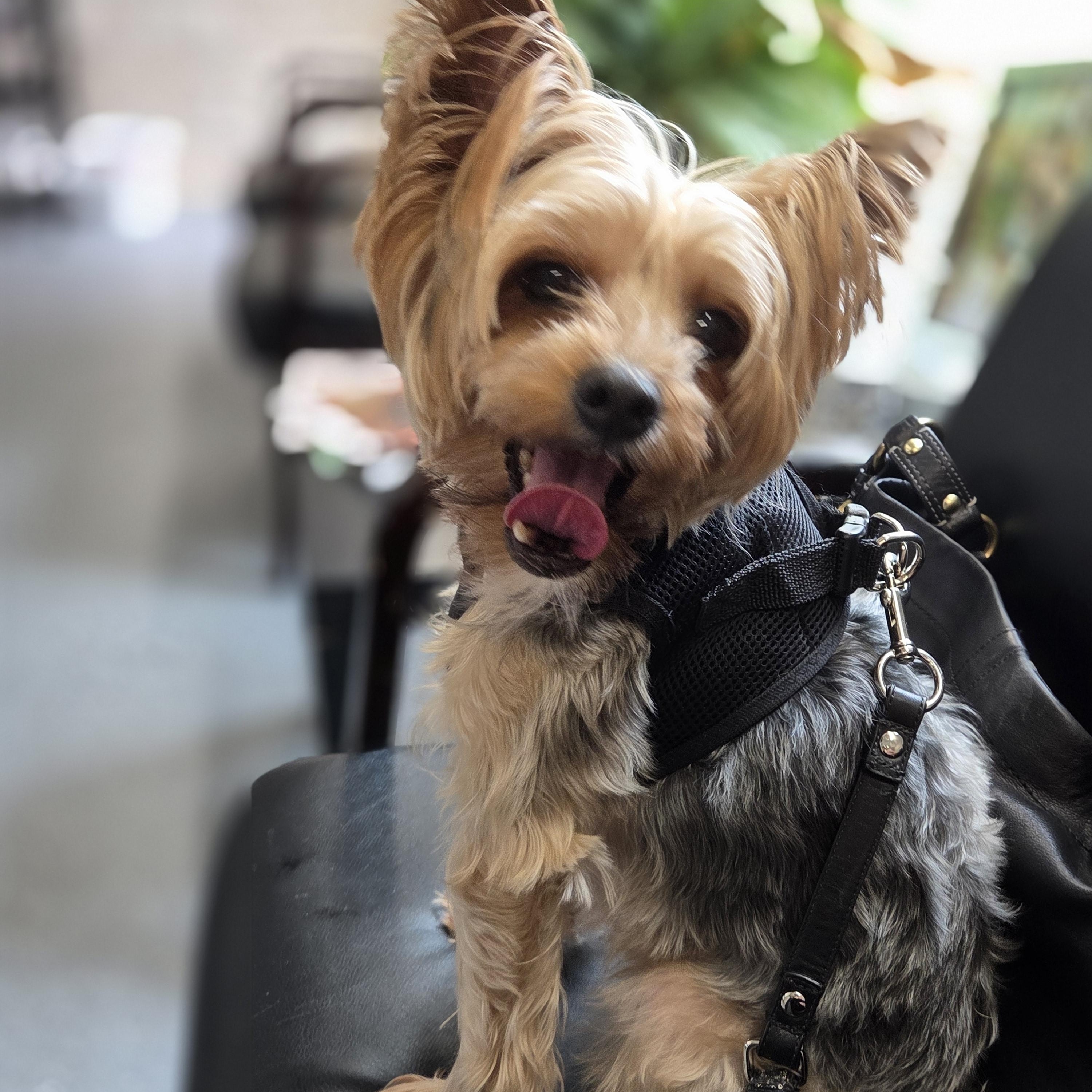 Enlarge Webster, a Adoptable Yorkshire Terrier in League City, TX image 1/6