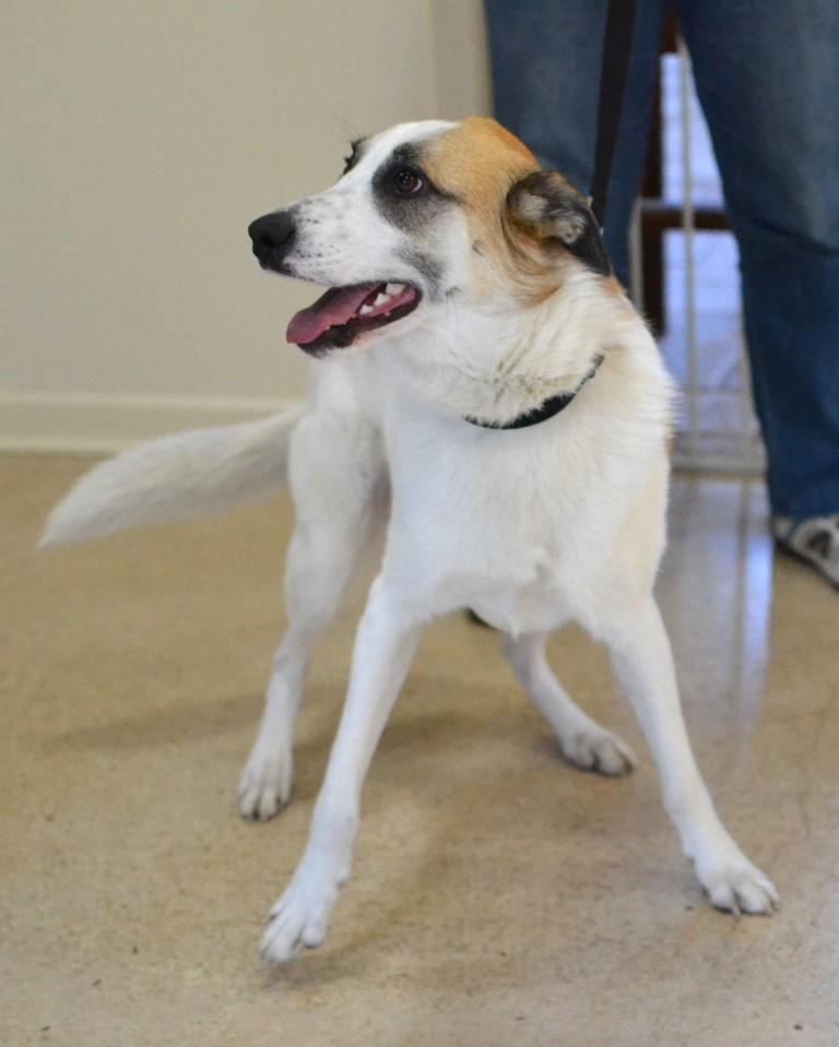 Enlarge Arlo, a Adoptable mixed breed in White Plains, NY image 2/5