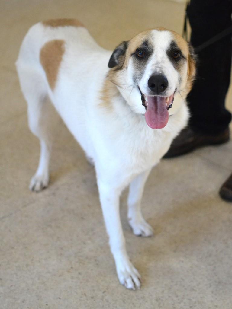 Enlarge Arlo, a Adoptable mixed breed in White Plains, NY image 1/5