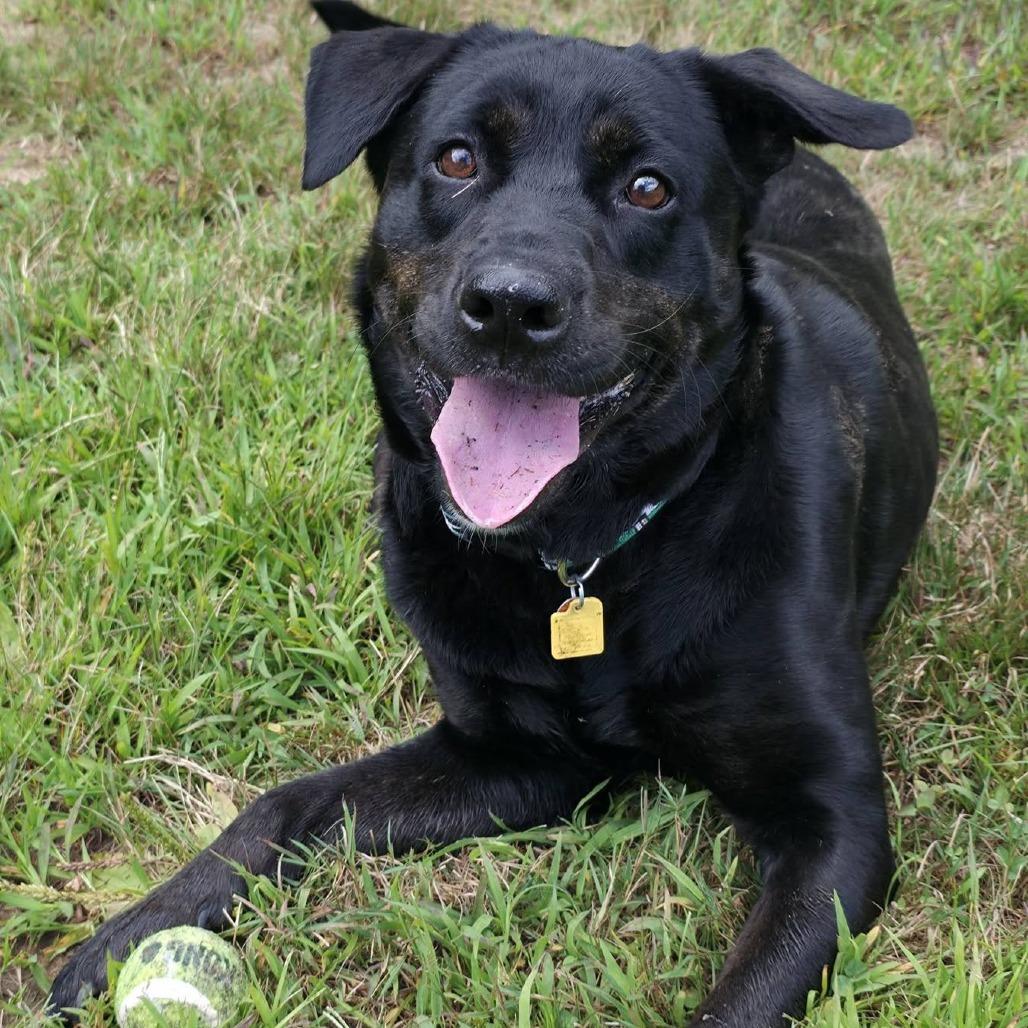 Enlarge Fern, a Adoptable mixed breed in Conway, NH image 1/6
