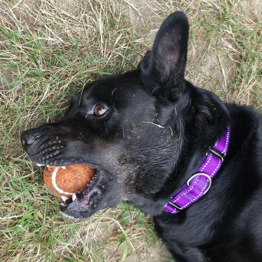 Enlarge Fern, a Adoptable mixed breed in Conway, NH image 3/6