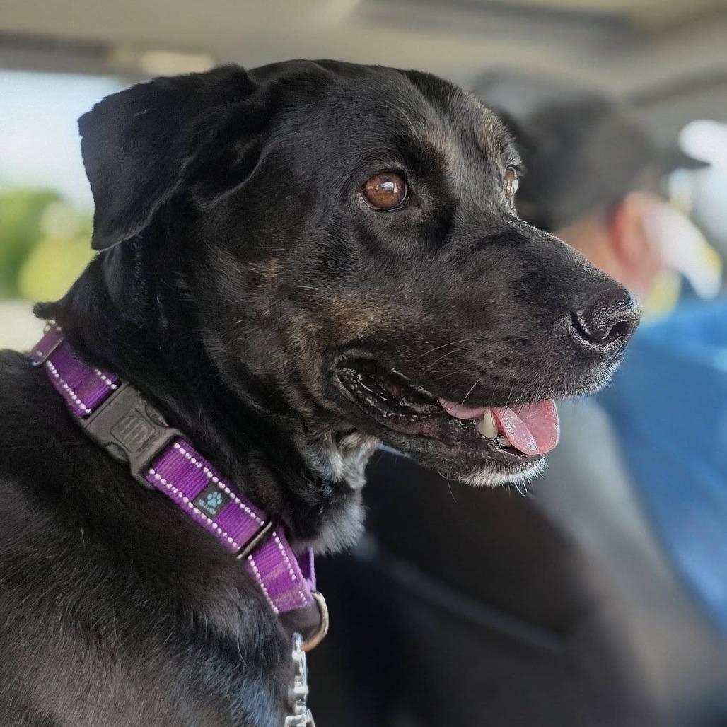 Enlarge Fern, a Adoptable mixed breed in Conway, NH image 4/6