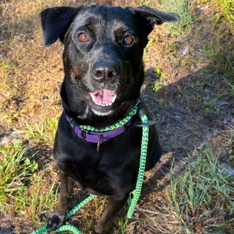 Enlarge Fern, a Adoptable mixed breed in Conway, NH image 4/6