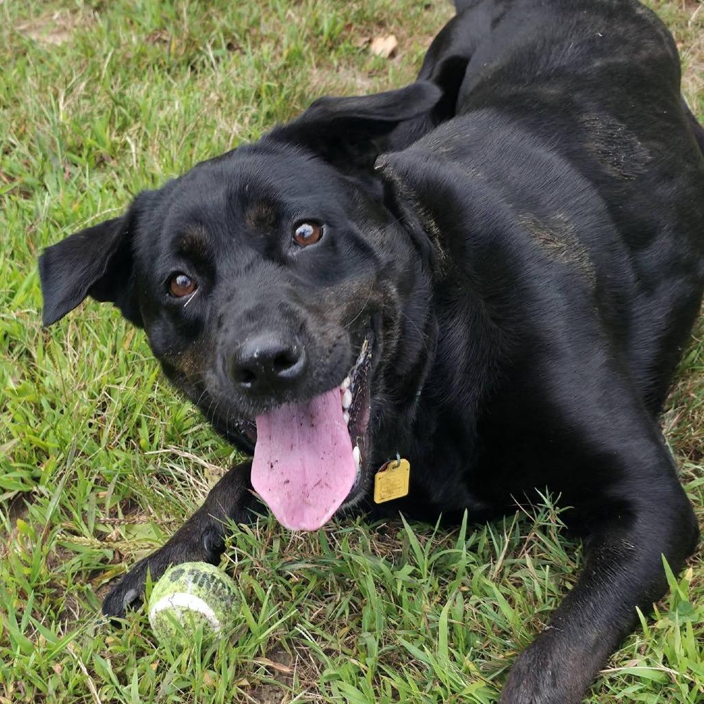 Enlarge Fern, a Adoptable mixed breed in Conway, NH image 5/6