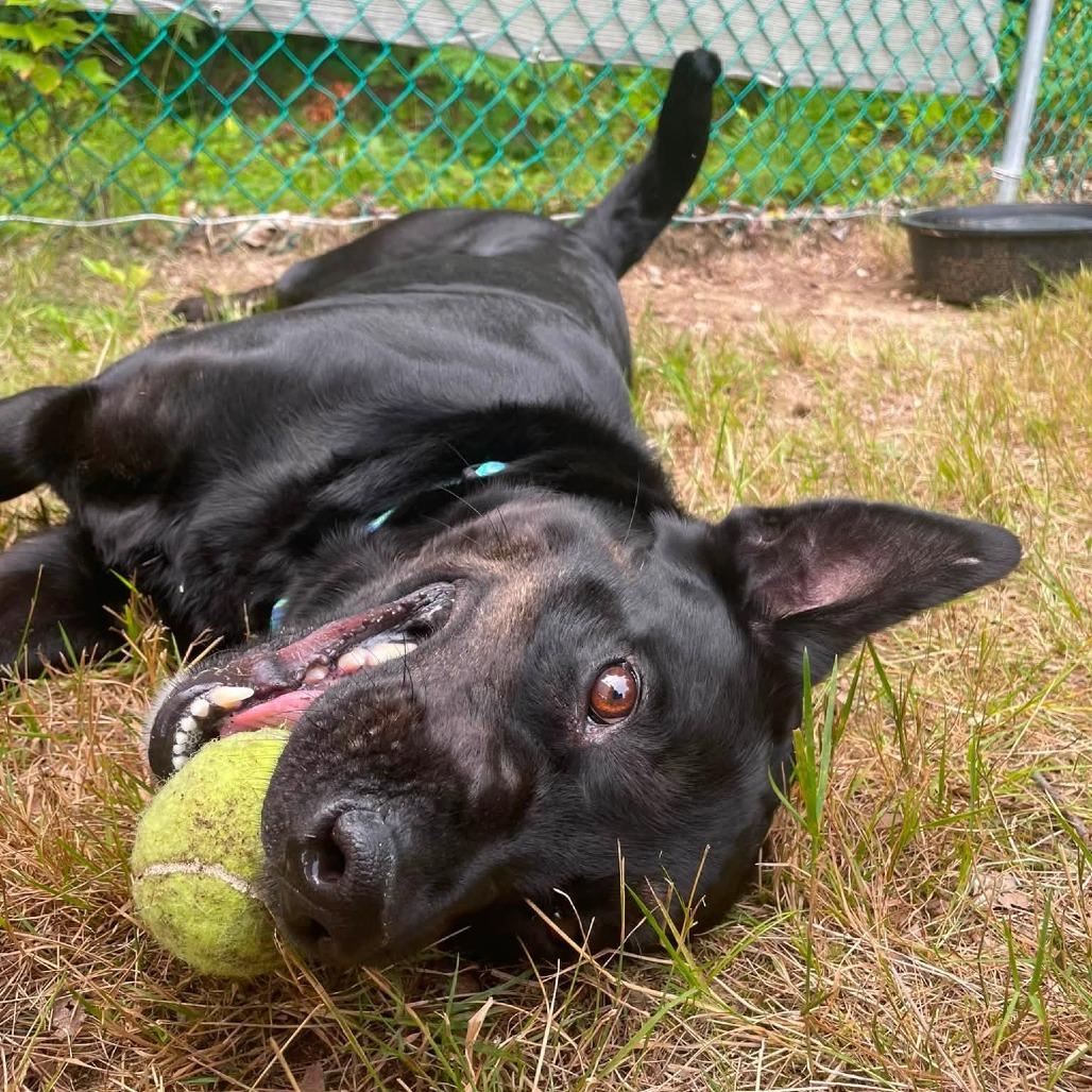Enlarge Fern, a Adoptable mixed breed in Conway, NH image 6/6