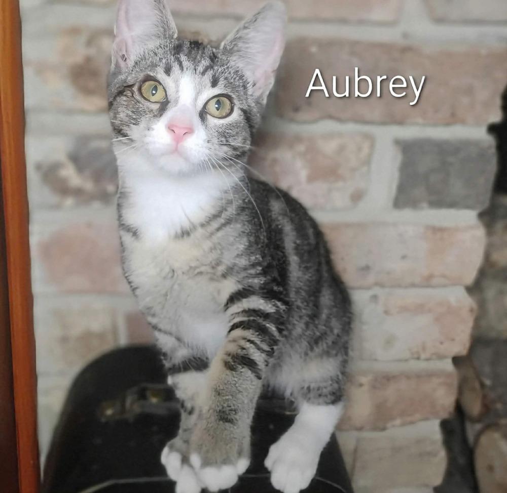 Aubrey, Adoptable, Kitten Male Domestic Short Hair.