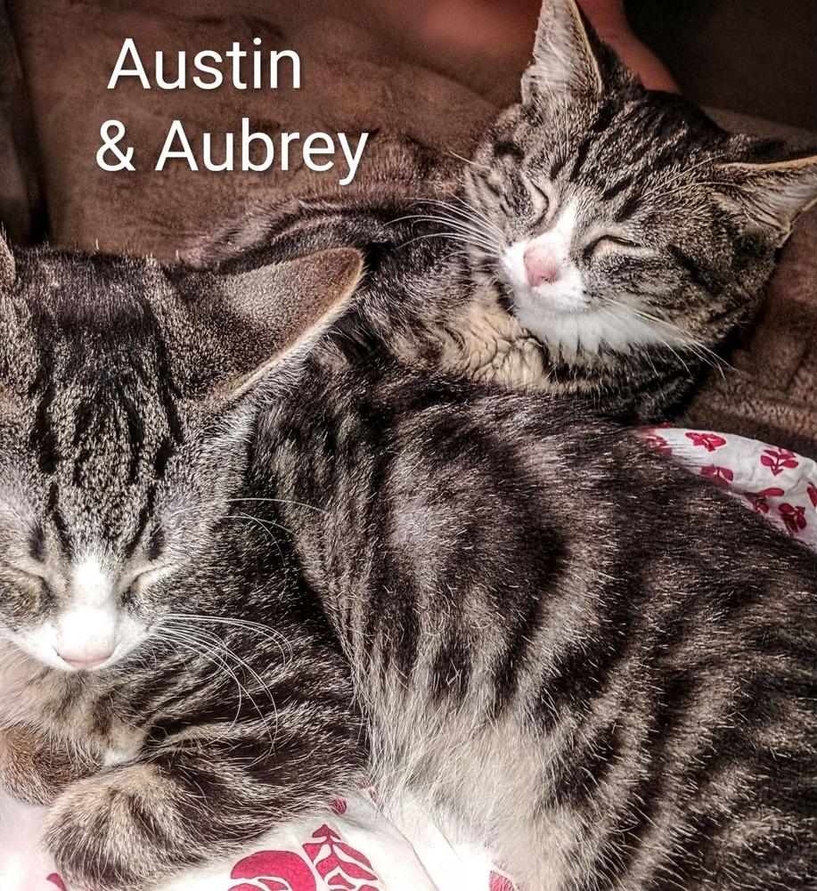 Enlarge Aubrey, a Adoptable mixed breed in Groveland, MA image 2/5