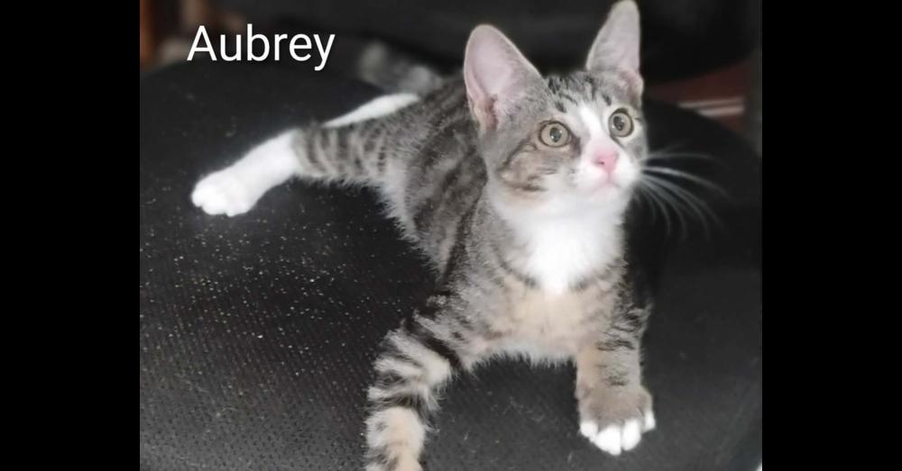 Enlarge Aubrey, a Adoptable mixed breed in Groveland, MA image 3/5