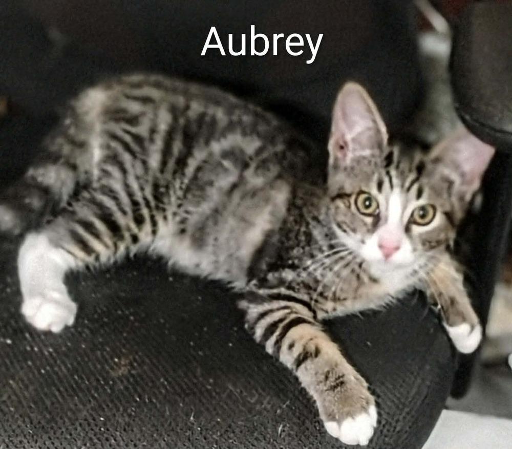 Enlarge Aubrey, a Adoptable mixed breed in Groveland, MA image 4/5
