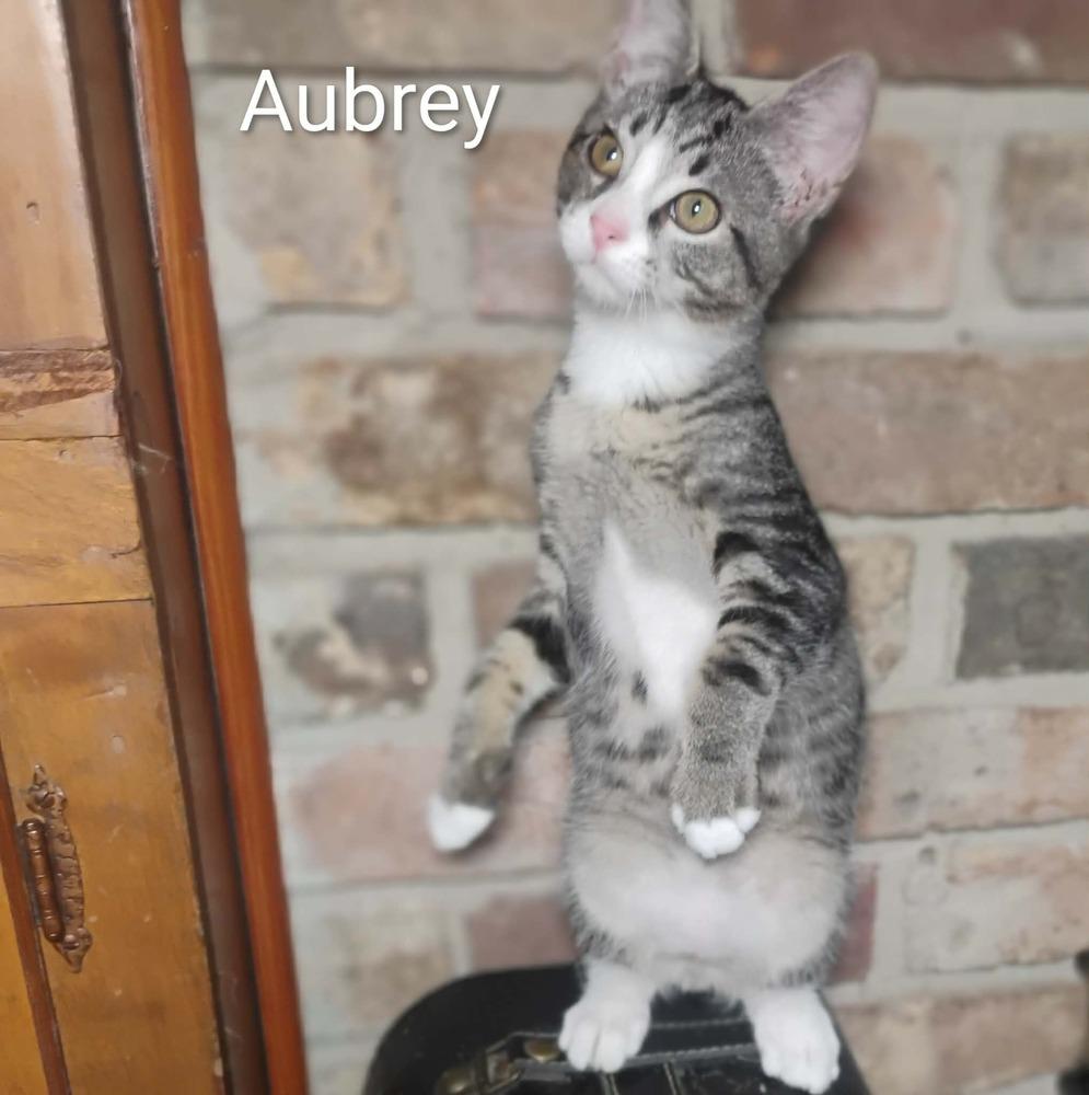 Enlarge Aubrey, a Adoptable mixed breed in Groveland, MA image 5/5