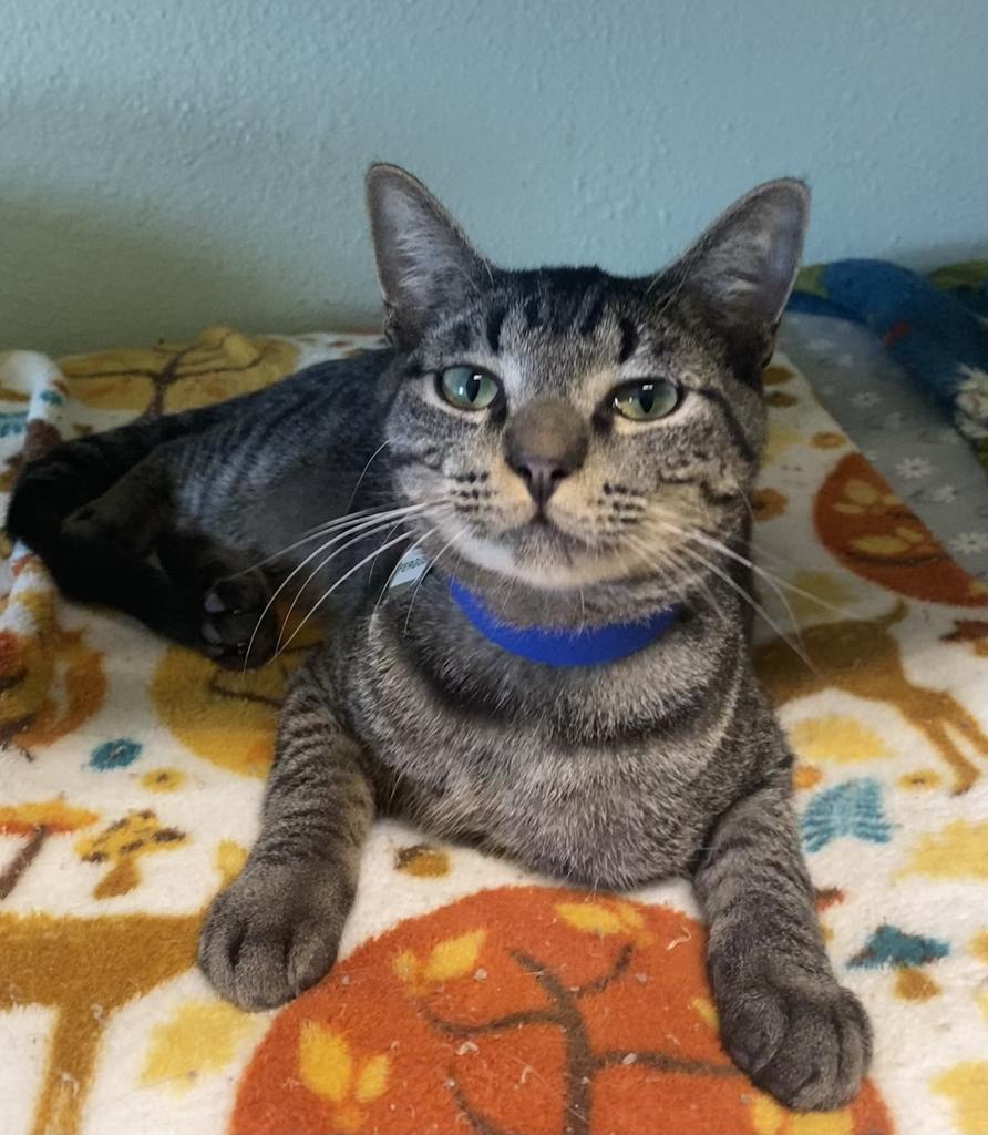 Enlarge Fergus, a Adoptable mixed breed in Hot Springs, AR image 1/1