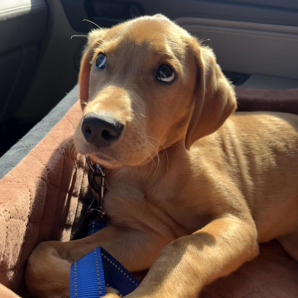 Enlarge Diego, an adopted mixed breed in Daphne, AL image 1/6