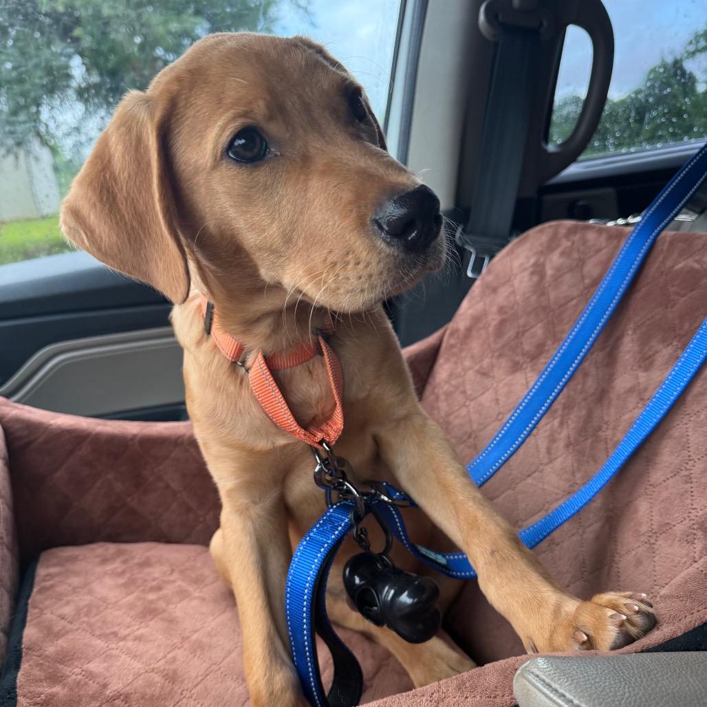 Enlarge Diego, an adopted mixed breed in Daphne, AL image 6/6