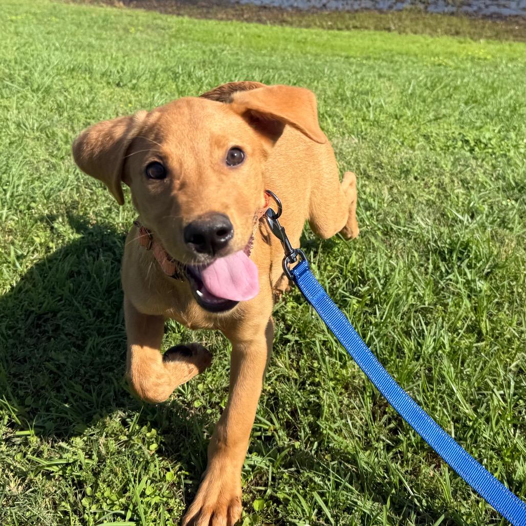 Enlarge Diego, an adopted mixed breed in Daphne, AL image 4/6