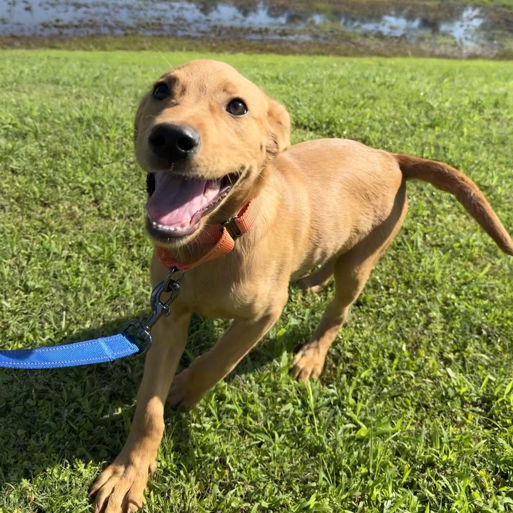 Enlarge Diego, an adopted mixed breed in Daphne, AL image 5/6
