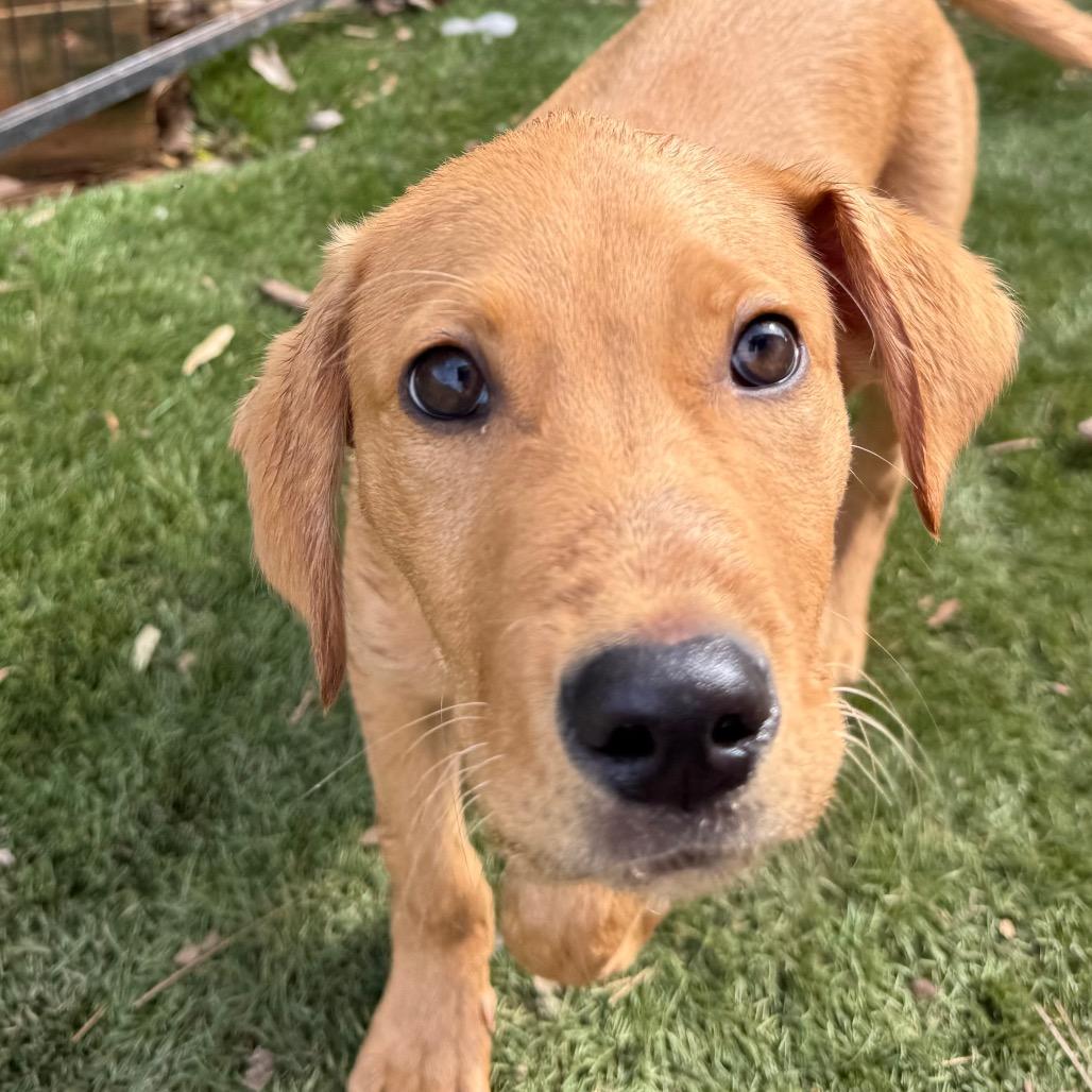 Enlarge Diego, an adopted mixed breed in Daphne, AL image 2/6