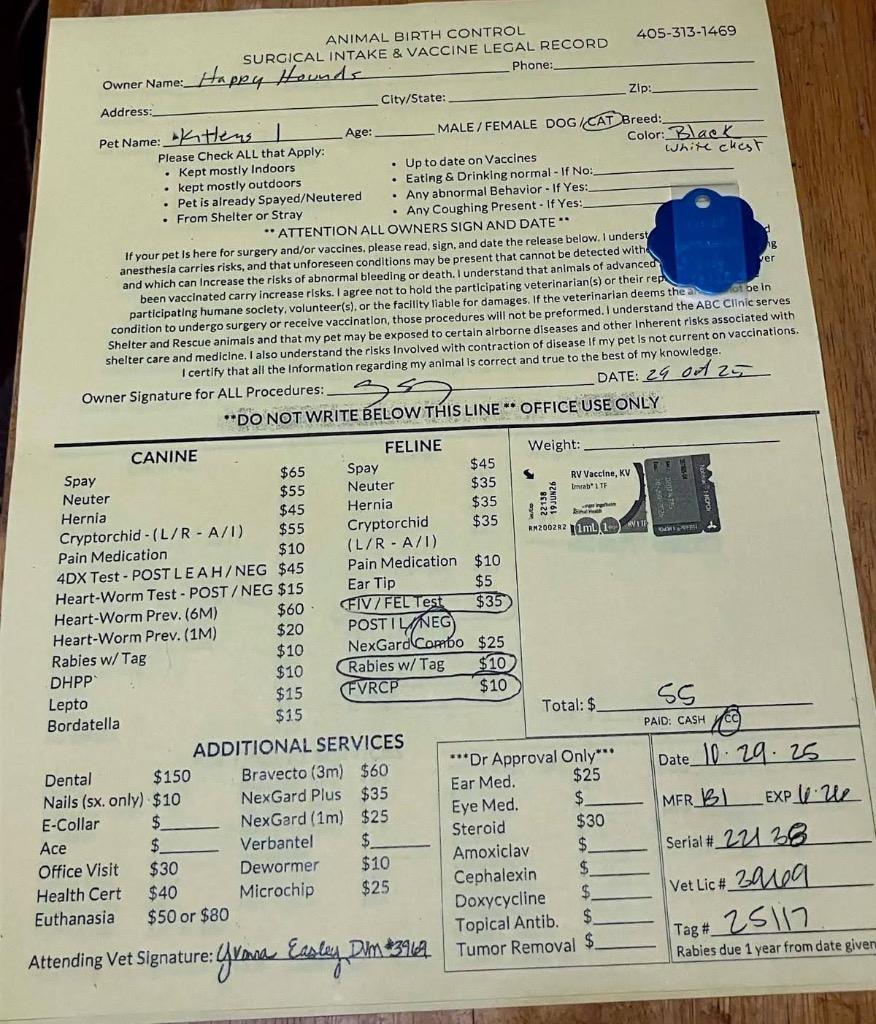 Shadow, Adoptable, Adult Male Domestic Medium Hair.