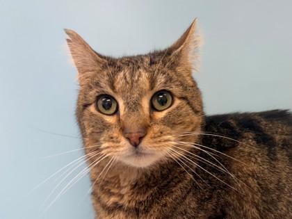 Enlarge Tigger, a Adoptable mixed breed in Woodbury, MN image 1/1