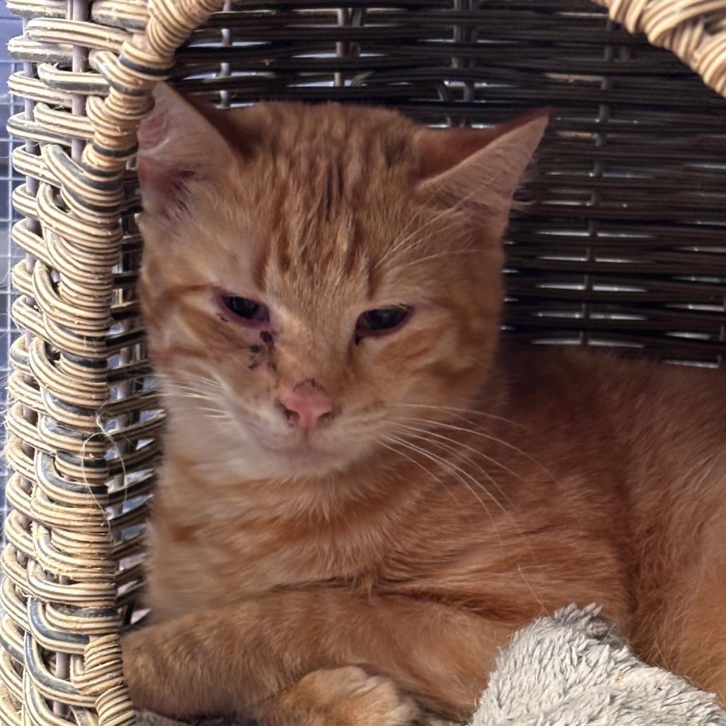 Enlarge Iggy, a Adoptable Domestic Short Hair in Midland, TX image 1/1