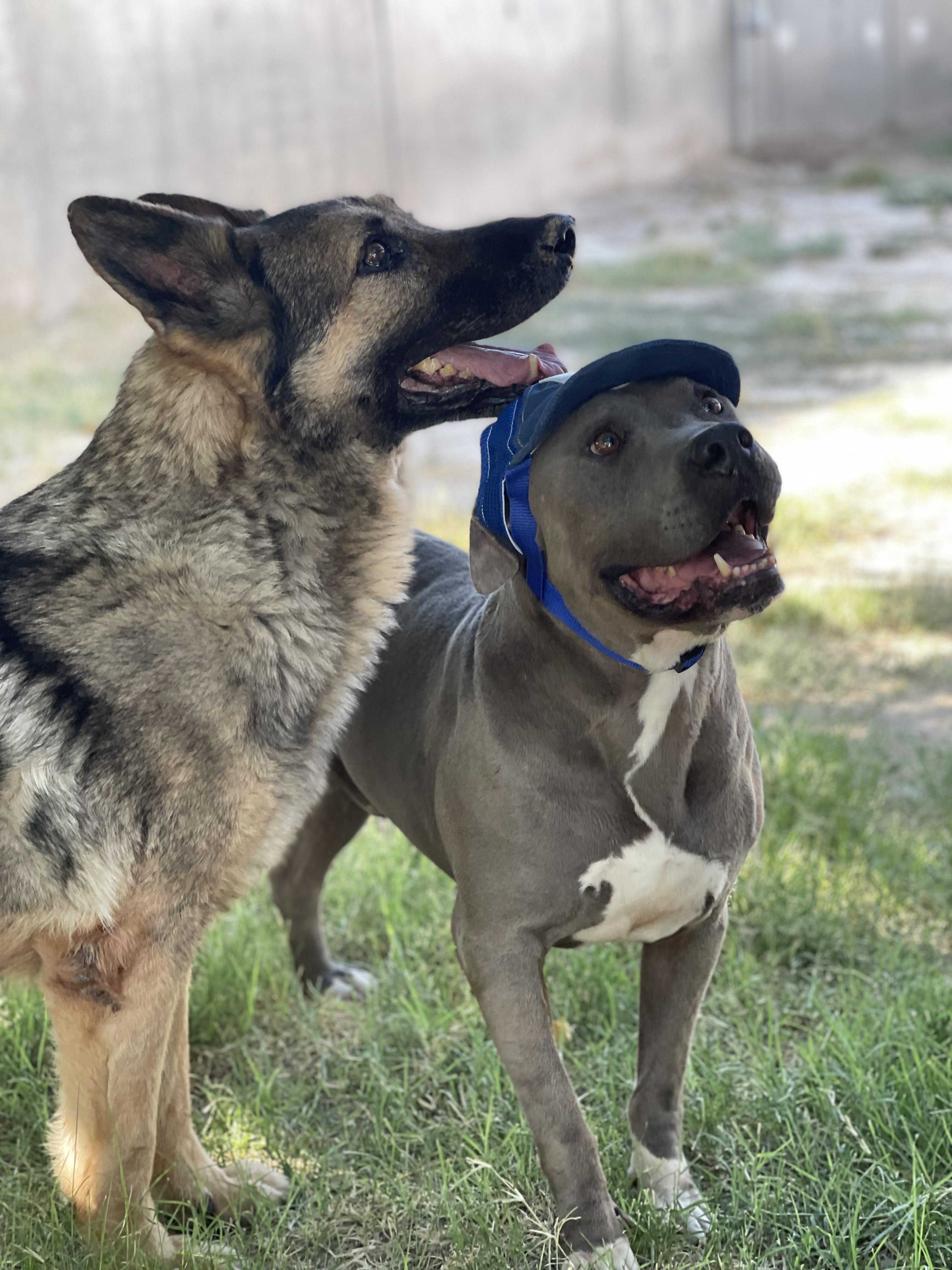 Sonny and Brando (Bonded Pair), Adopted, Senior Male German Shepherd Dog.