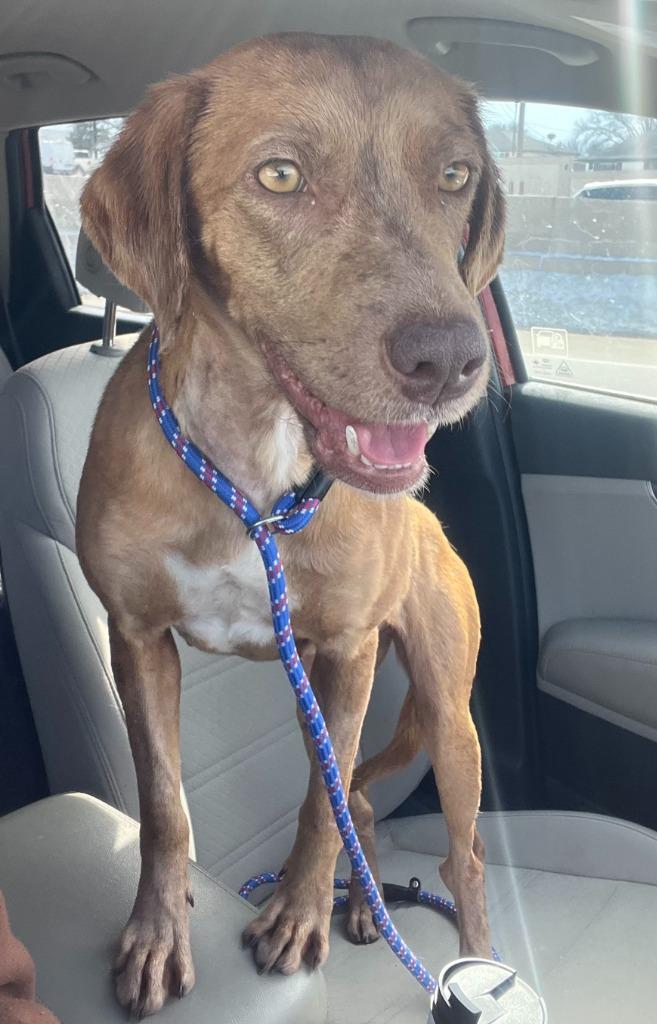 Sable, Adoptable, Adult Female Labrador Retriever & Weimaraner.