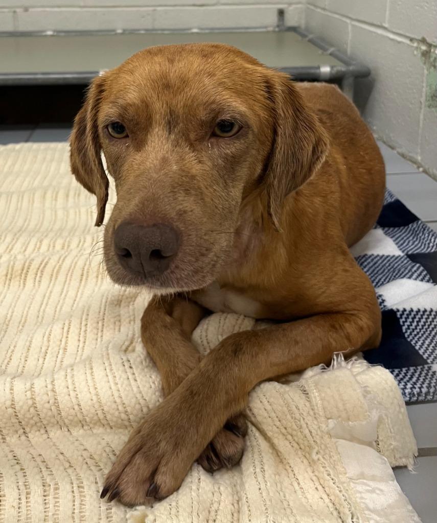 Sable, a Adoptable mixed breed in Tulsa, OK image 2/6