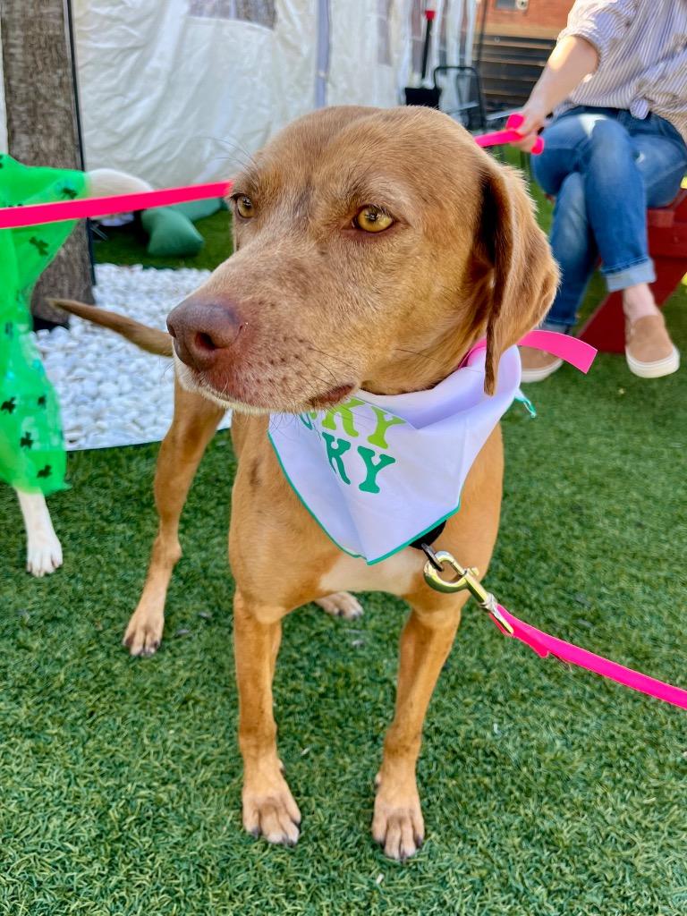 Enlarge Sable, a Adoptable mixed breed in Tulsa, OK image 1/6