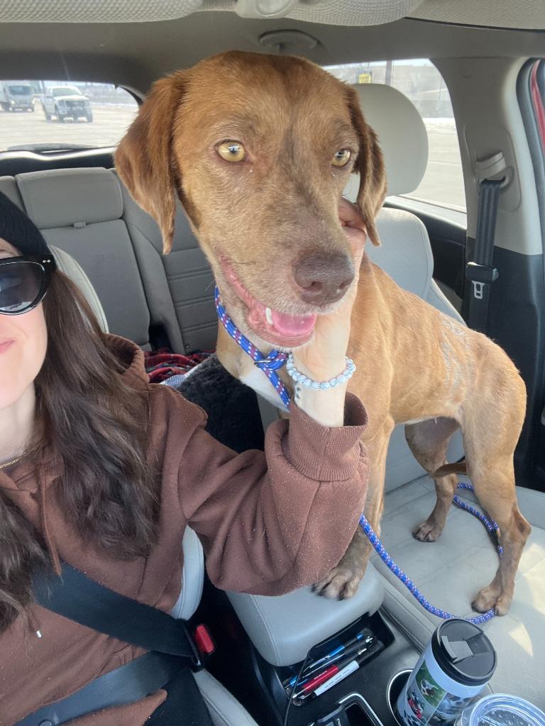 Enlarge Sable, a Adoptable mixed breed in Tulsa, OK image 1/6