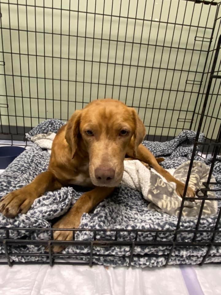 Sable, a Adoptable mixed breed in Tulsa, OK image 2/6