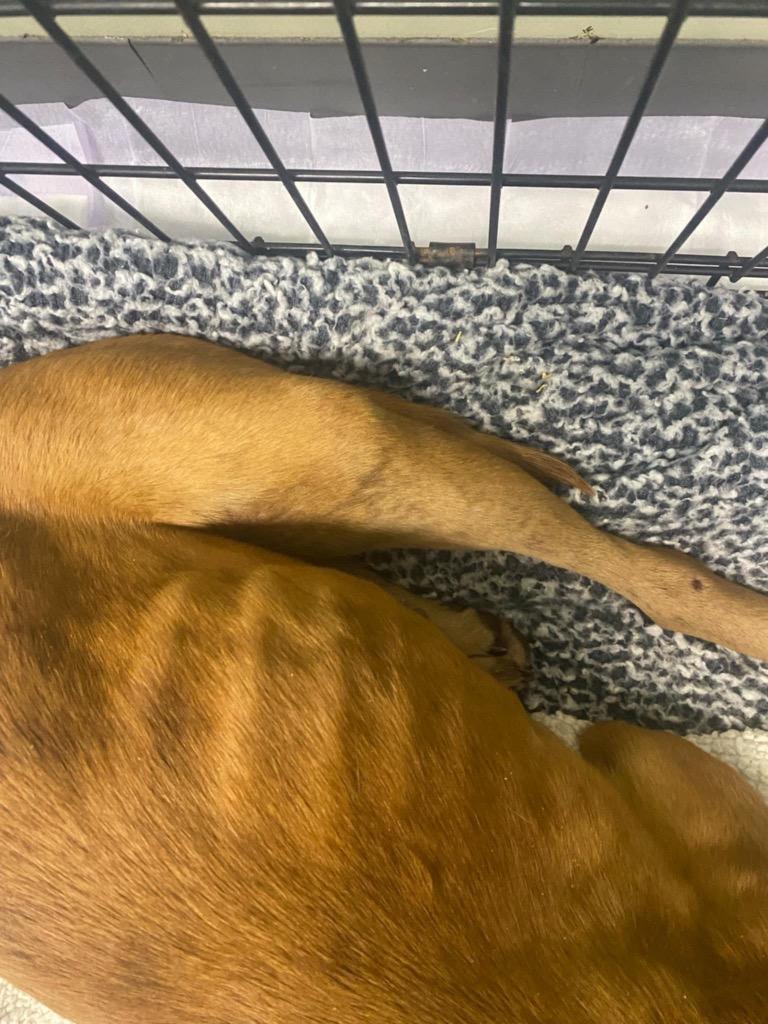 Enlarge Sable, a Adoptable mixed breed in Tulsa, OK image 4/6