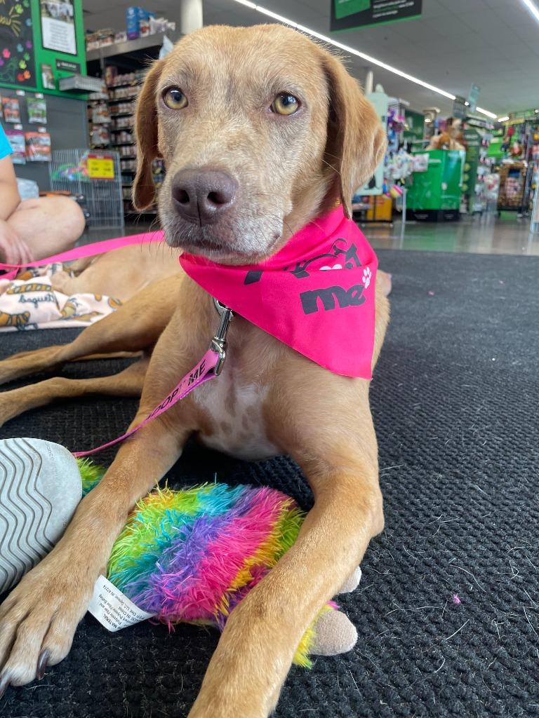 Sable, a Adoptable mixed breed in Tulsa, OK image 2/6