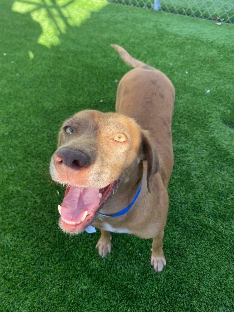 Enlarge Sable, a Adoptable mixed breed in Tulsa, OK image 2/6