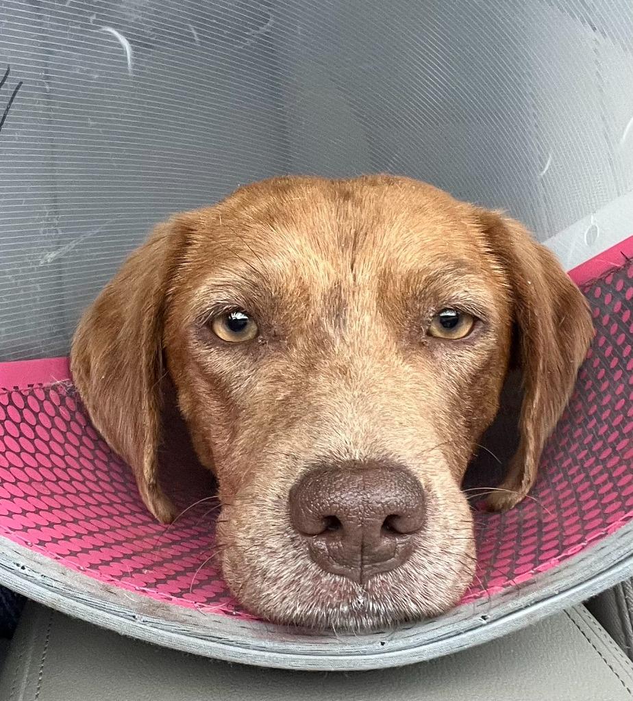 Sable, a Adoptable mixed breed in Tulsa, OK image 3/6