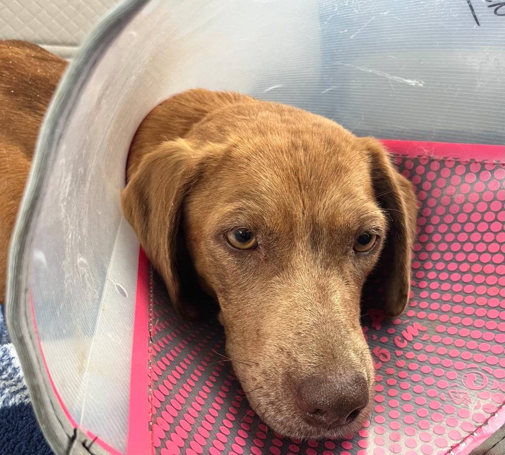 Enlarge Sable, a Adoptable mixed breed in Tulsa, OK image 5/6